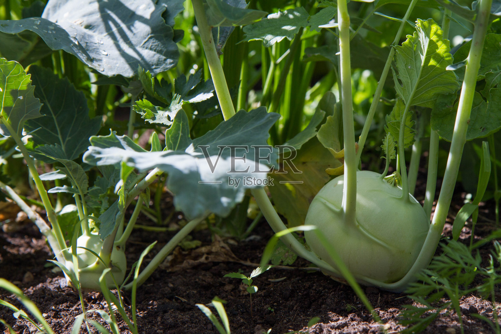 大头菜(萝卜白菜)照片摄影图片