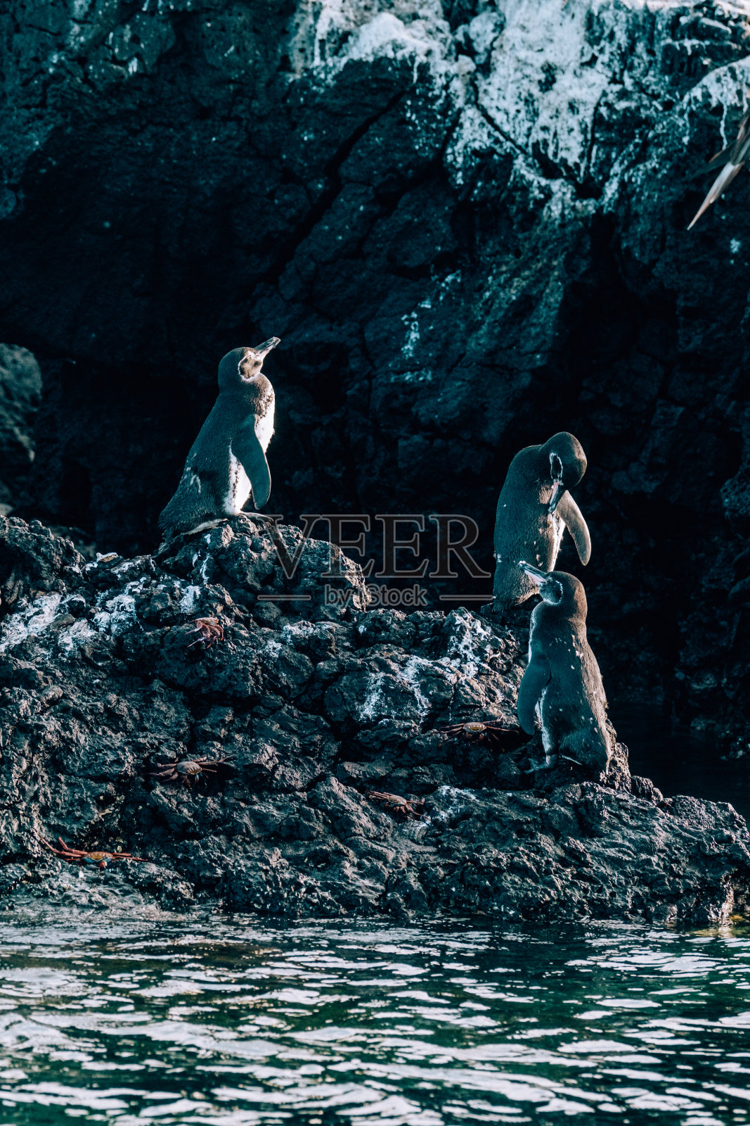 加拉帕戈斯企鹅站在厄瓜多尔加拉帕戈斯群岛伊莎贝拉岛丁托拉斯的岩石地形上照片摄影图片