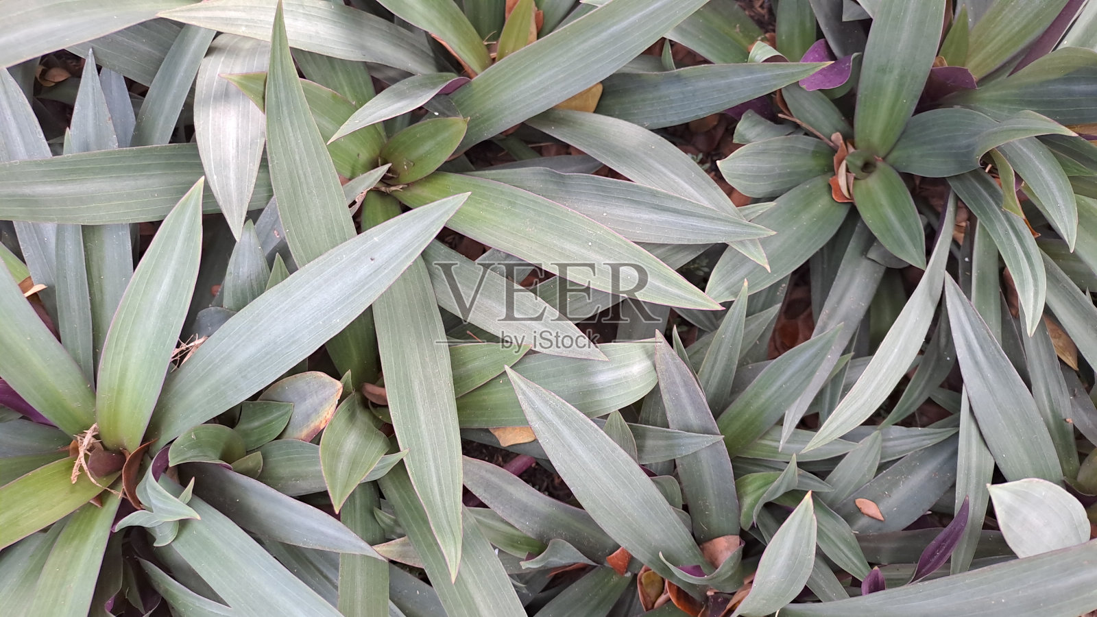 美丽的鸡胸草植物与自然背景照片摄影图片