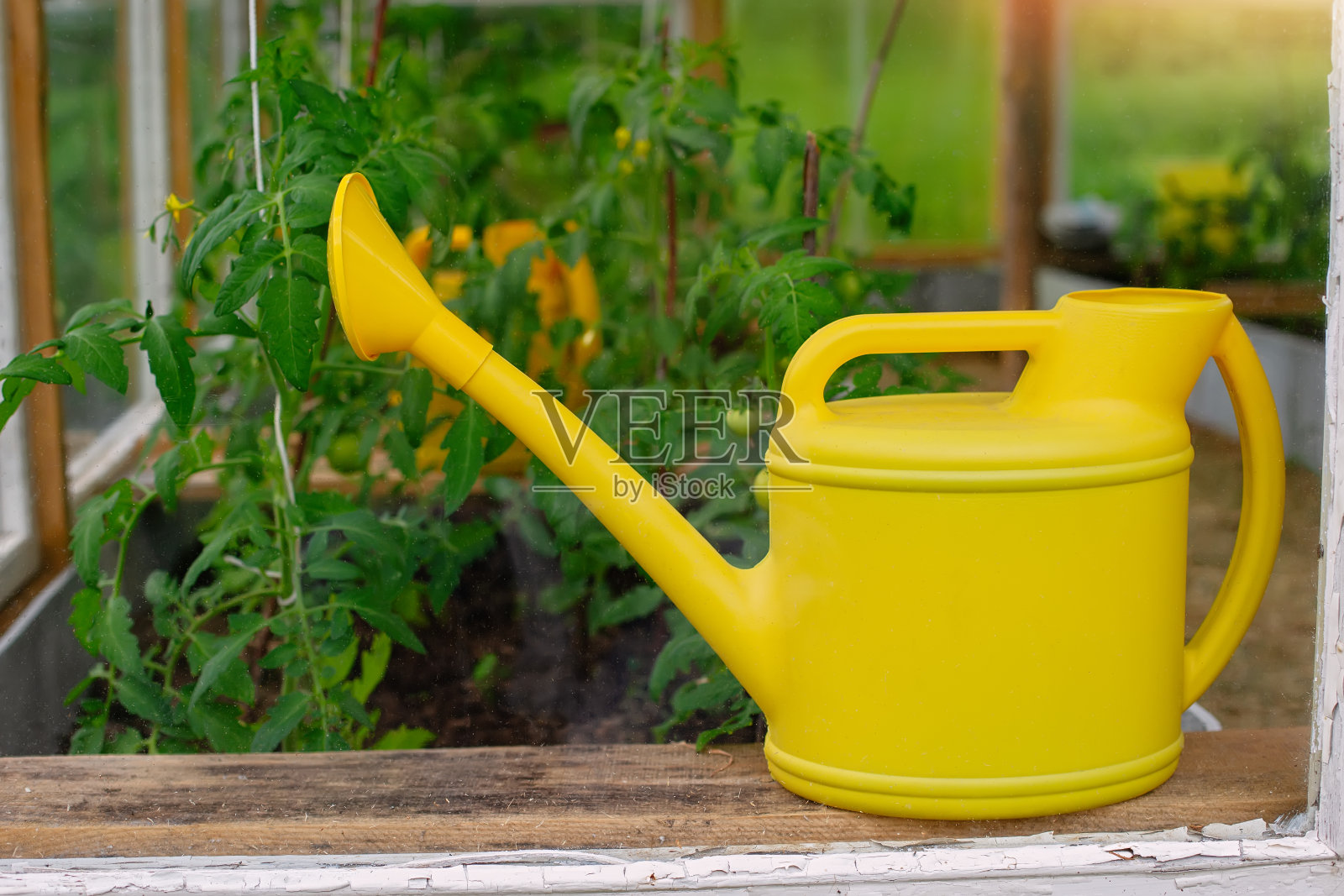 在温室里，一个黄色的塑料喷壶站在小番茄丛旁边。照片摄影图片