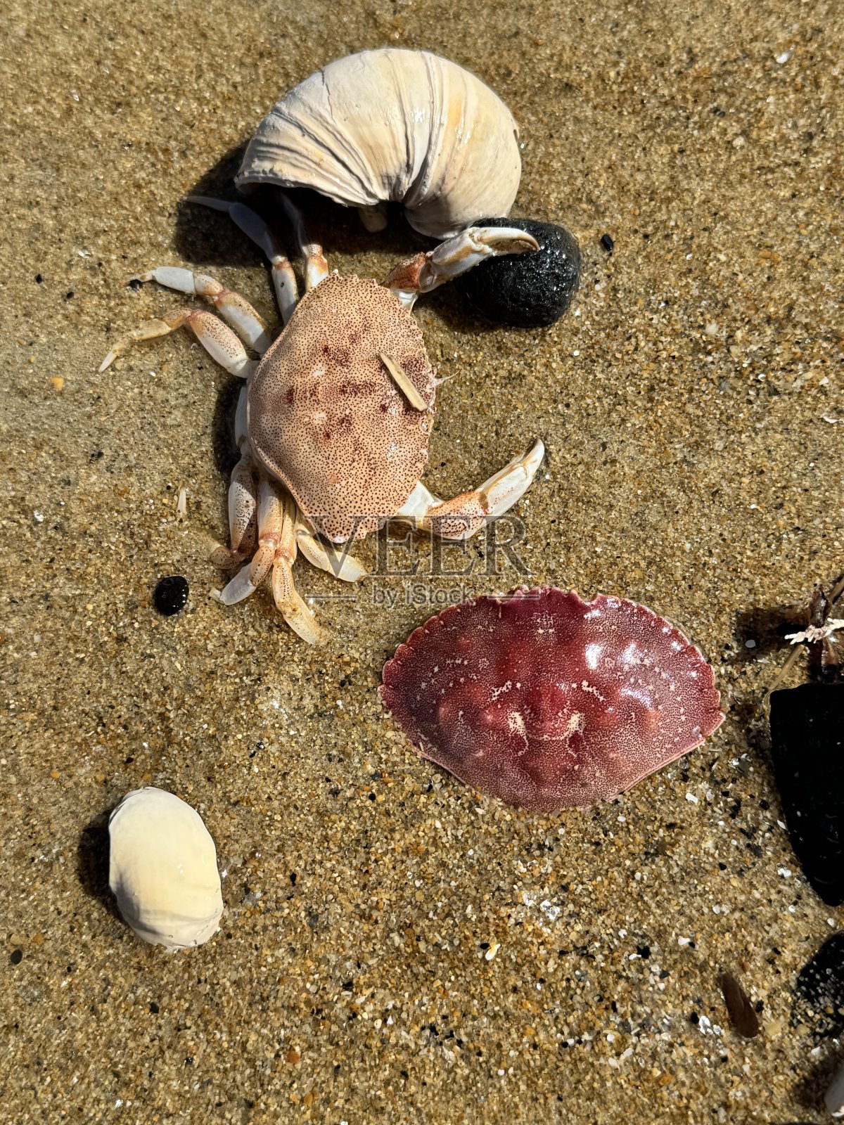 蟹壳照片摄影图片