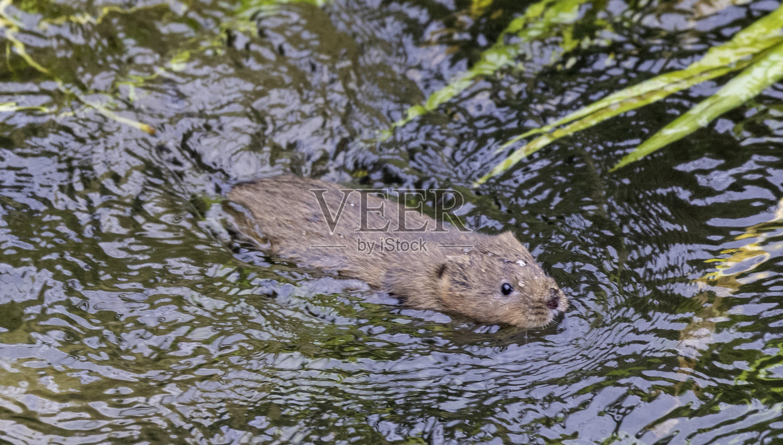 水田鼠照片摄影图片