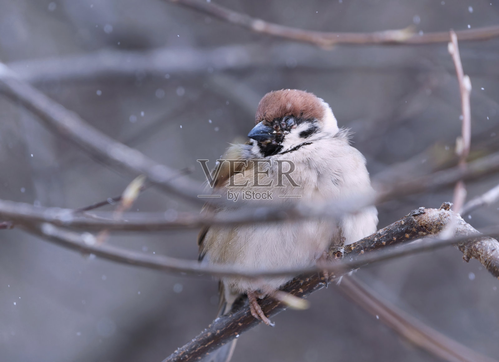 携带禽流感痘病毒的欧亚树雀(Passer montanus)在春季降雪的灌木丛中休息。照片摄影图片