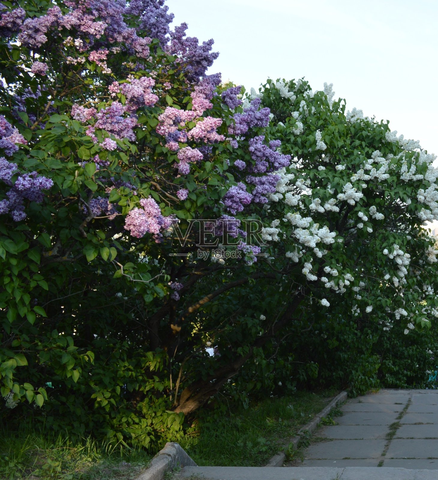 灌木紫色和白色丁香(丁香)在植物园照片摄影图片