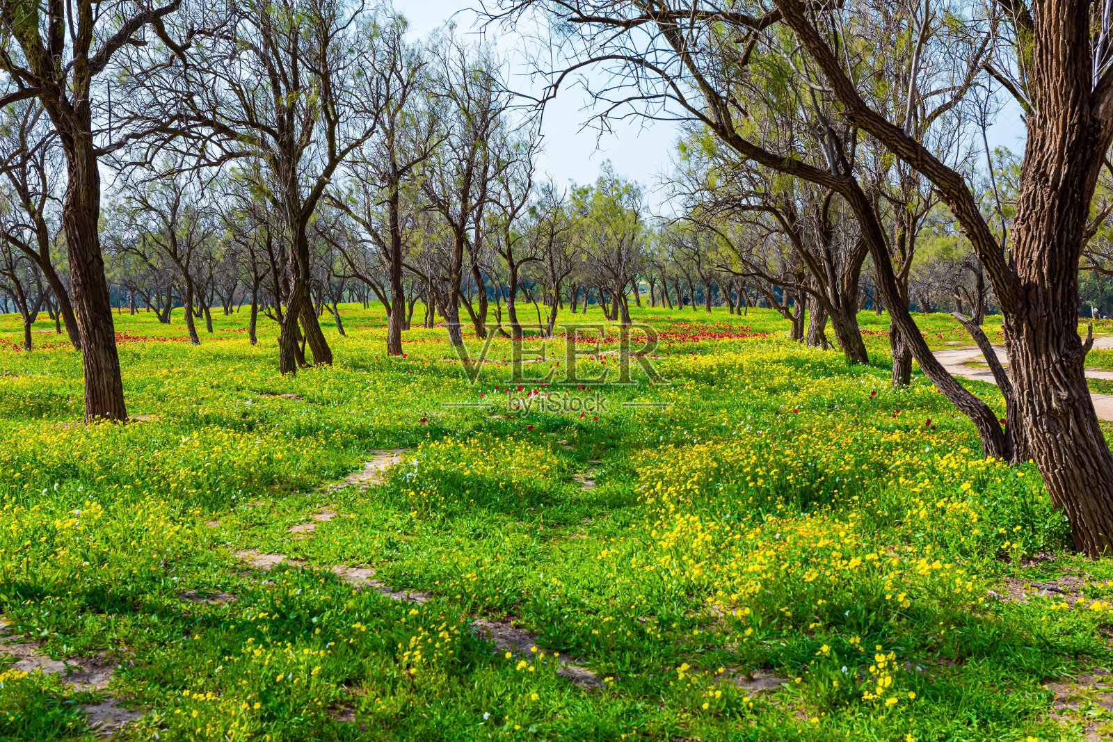 绿色草地地毯照片摄影图片