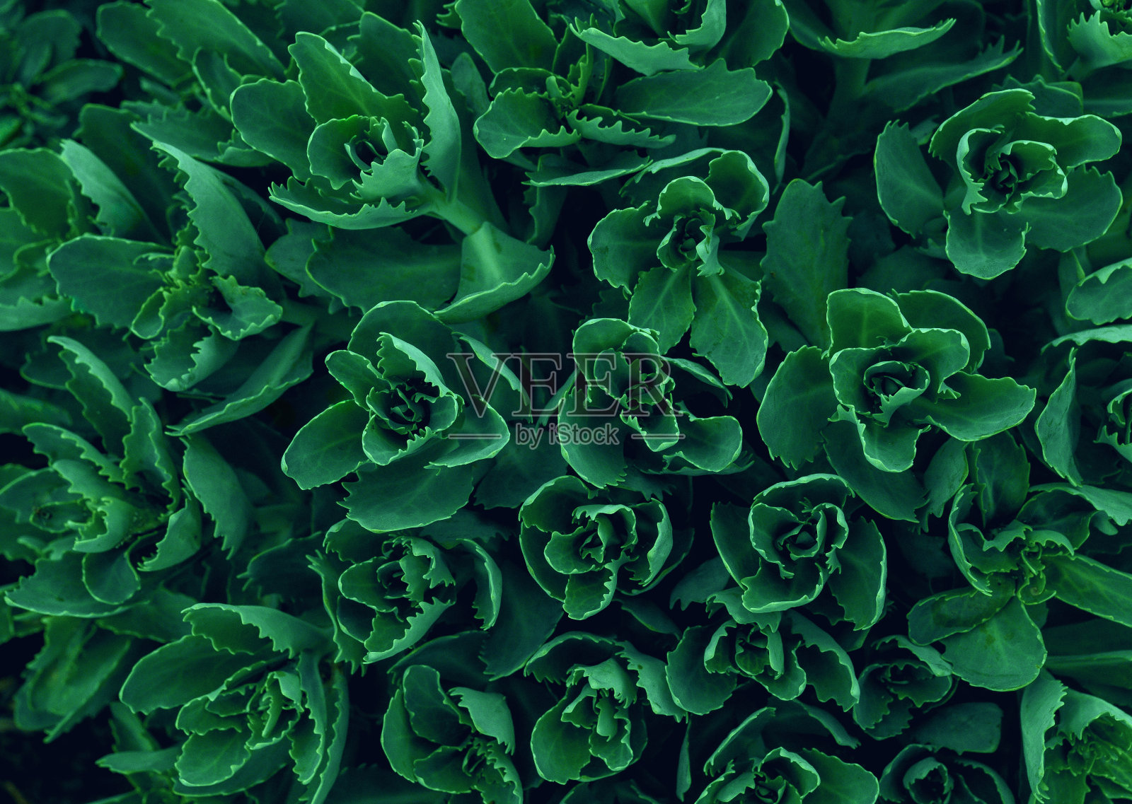 背景纹理绿叶结构微距摄影。照片摄影图片