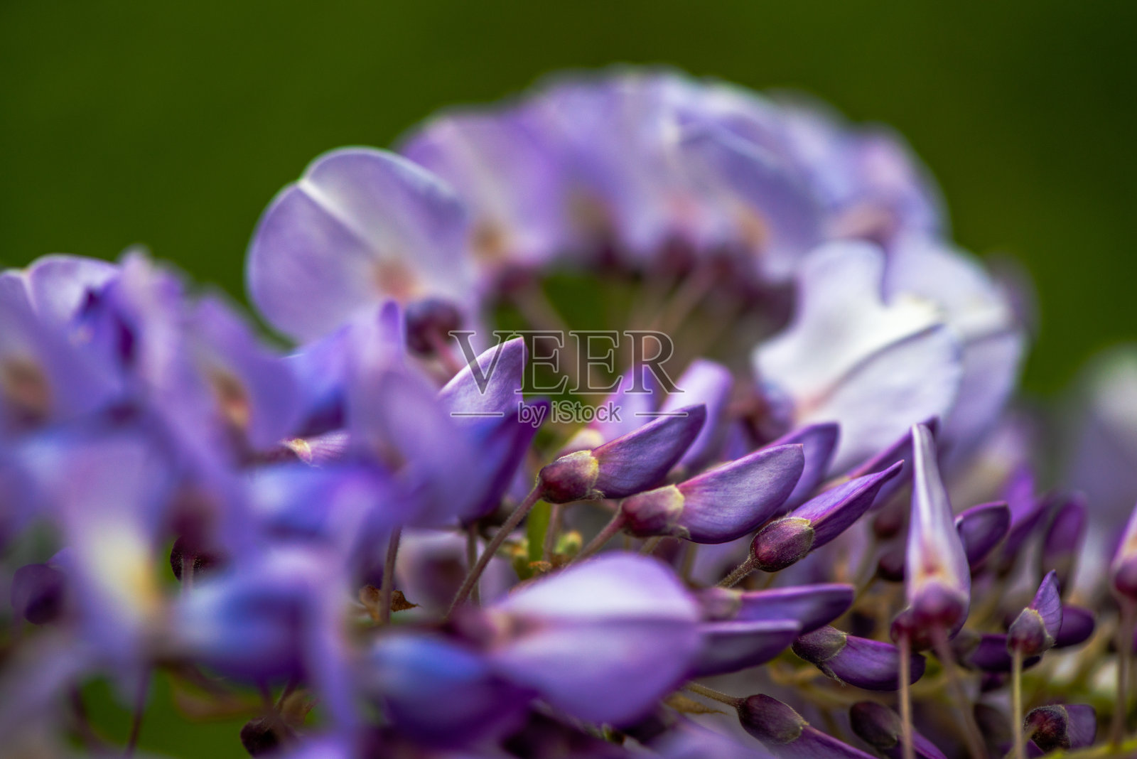 大自然的细节:紫藤开花的微距照片照片摄影图片