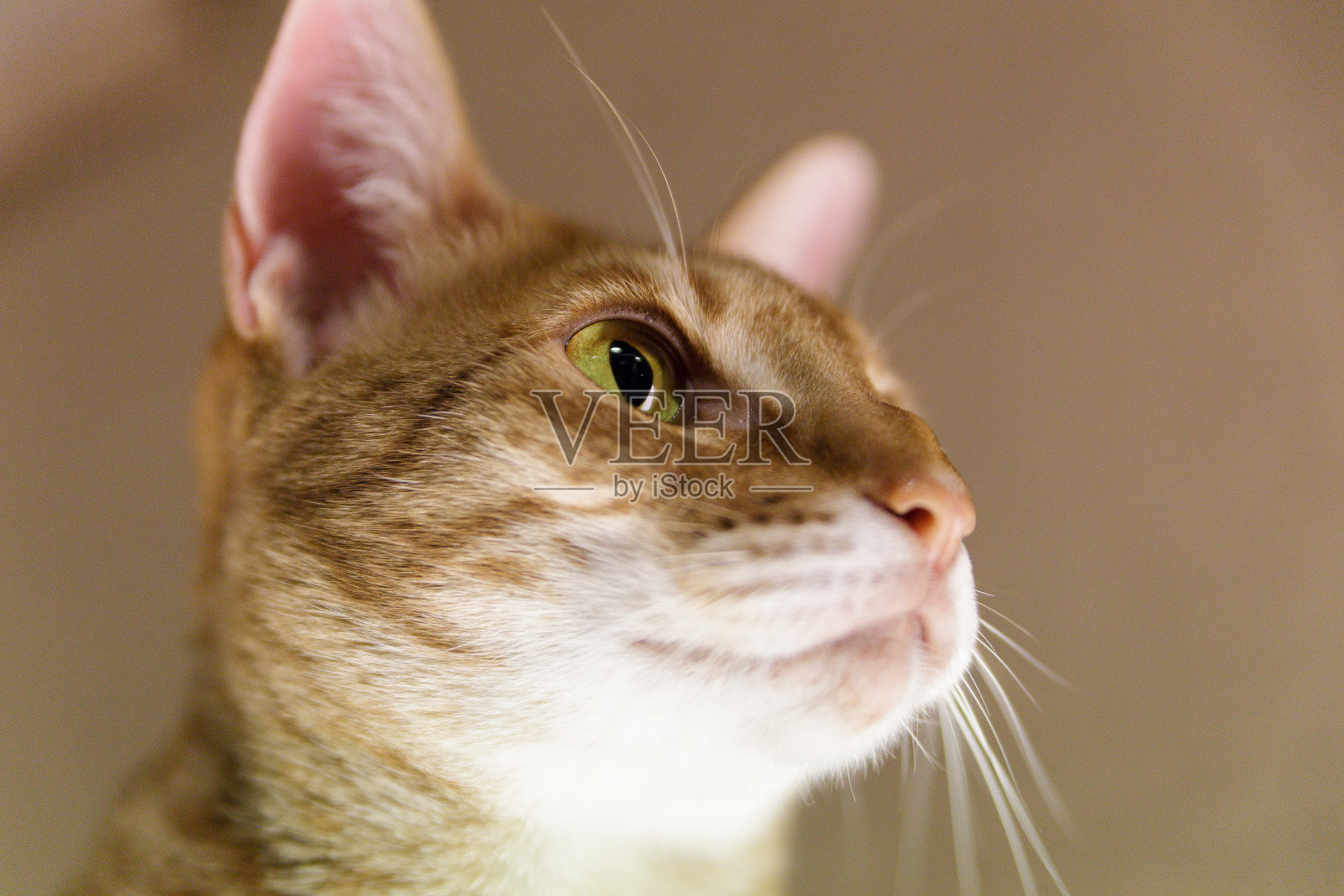 猫的脸盯着晚上集中在室内的东西照片摄影图片