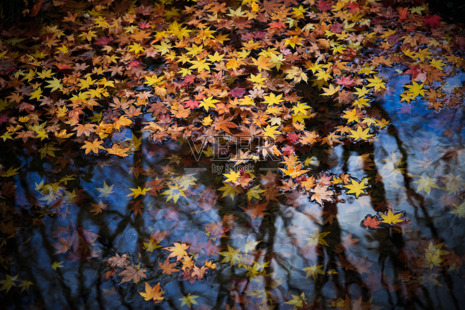秋日日本花园水边景(昭和基宁公园)照片摄影图片