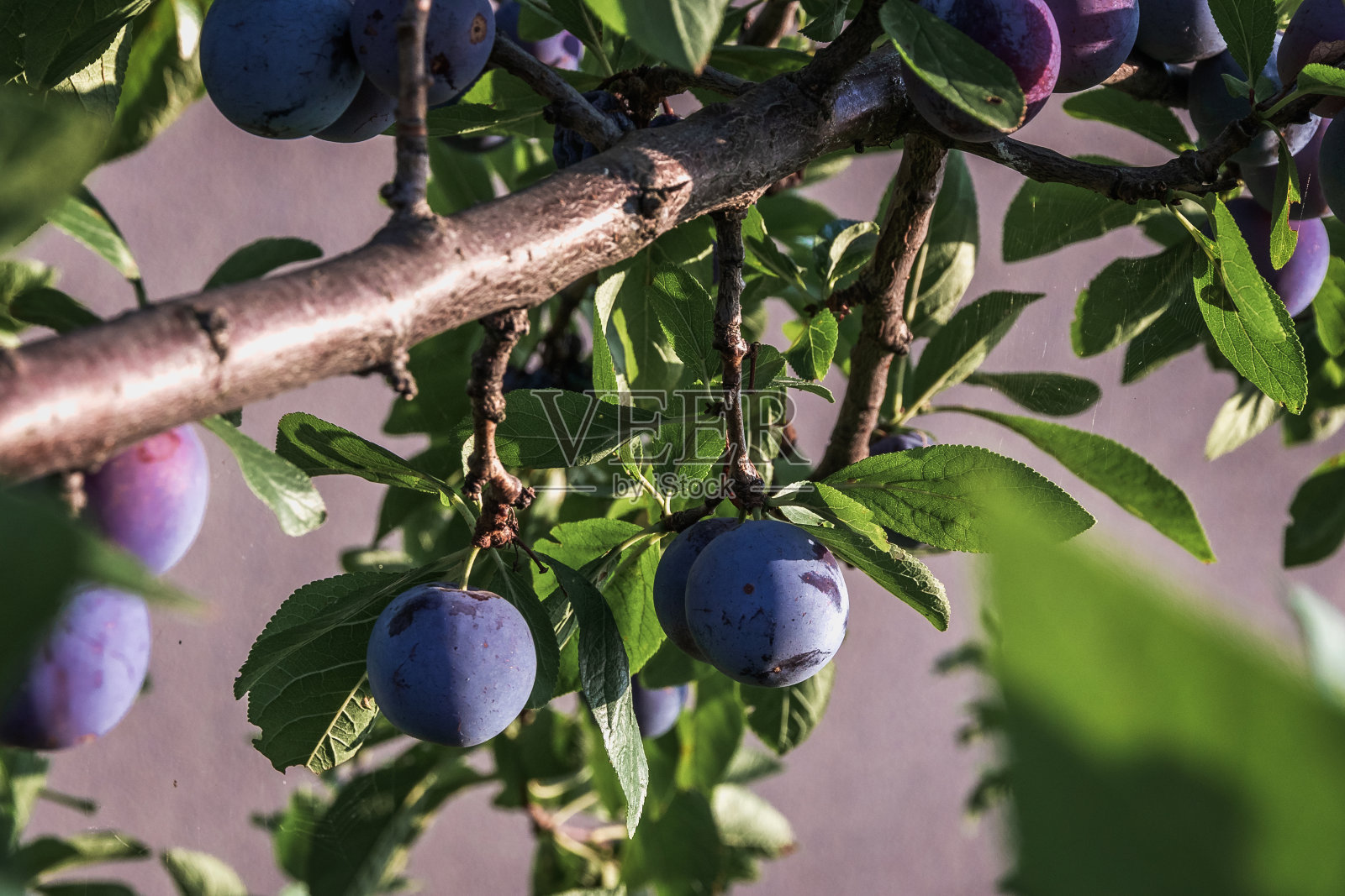 浅景深。照片摄影图片