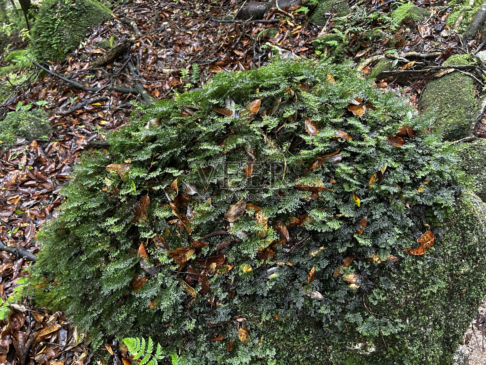 屋久岛的白谷Unsuikyo峡谷是一个郁郁葱葱的自然公园，里面有几棵古老的雪松，屋久岛是世界遗产，位于日本九州鹿儿岛县照片摄影图片