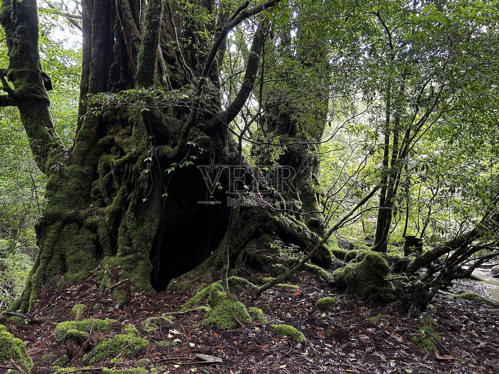 屋久岛的白谷Unsuikyo峡谷是一个郁郁葱葱的自然公园，里面有几棵古老的雪松，屋久岛是世界遗产，位于日本九州鹿儿岛县照片摄影图片