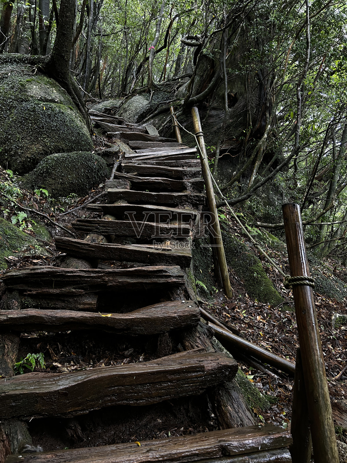 屋久岛的白谷Unsuikyo峡谷是一个郁郁葱葱的自然公园，里面有几棵古老的雪松，屋久岛是世界遗产，位于日本九州鹿儿岛县照片摄影图片