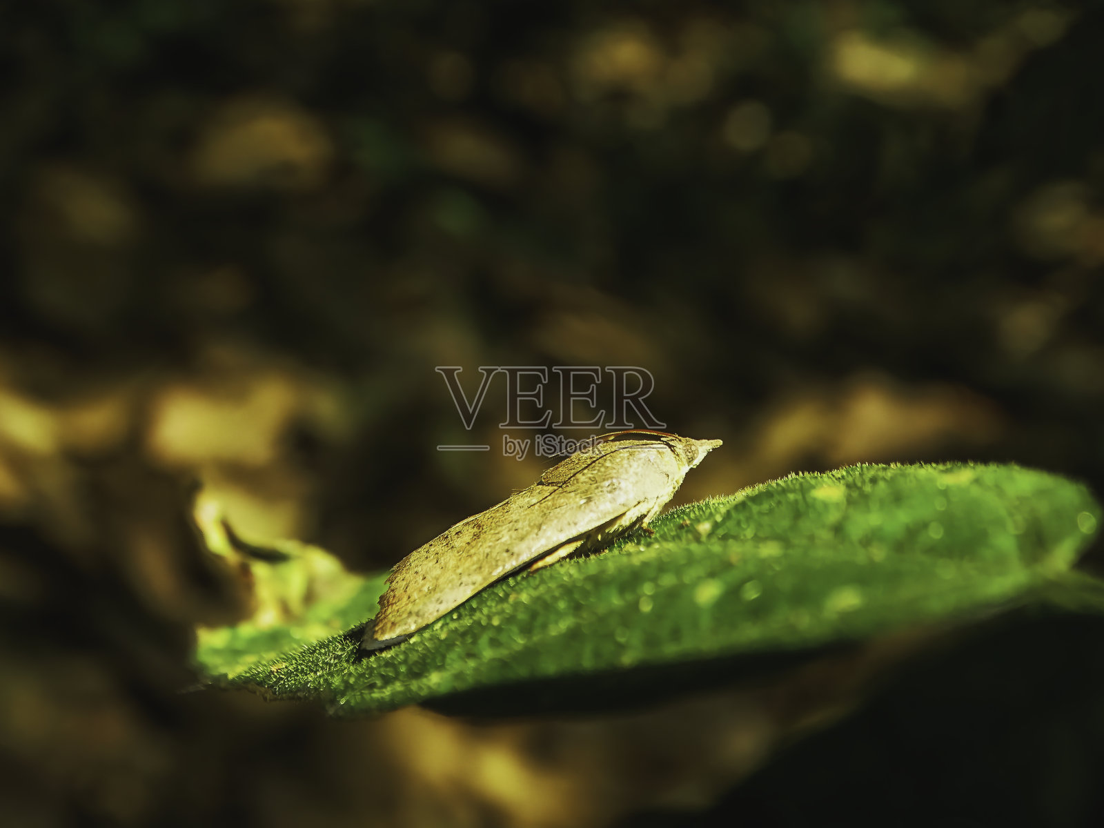 叶子上的棕色蛾子特写照片摄影图片