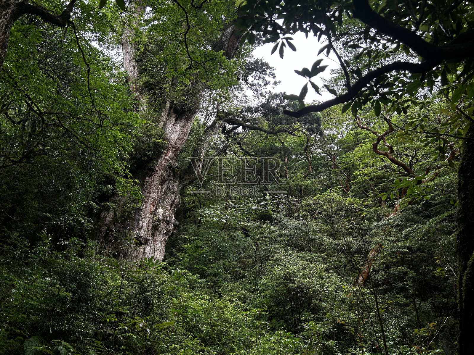 屋久岛的Jomonsugi是一棵巨大的雪松，是最古老的树。从荒川小道到高冢小屋的徒步路线。屋久岛的主要景点“珠月杉”是一棵巨大的雪松，是日本最古老的树木。照片摄影图片