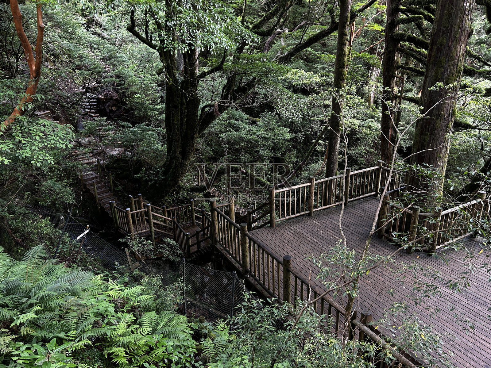 屋久岛的Jomonsugi是一棵巨大的雪松，是最古老的树。从荒川小道到高冢小屋的徒步路线。屋久岛的主要景点“珠月杉”是一棵巨大的雪松，是日本最古老的树木。照片摄影图片