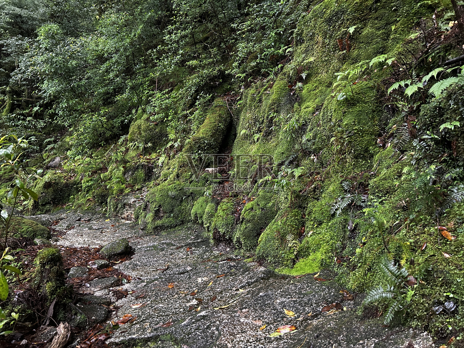 屋久虫地是一个居住着许多屋久虫的自然公园。这个公园是屋久岛最容易看到古雪松的地方之一。照片摄影图片