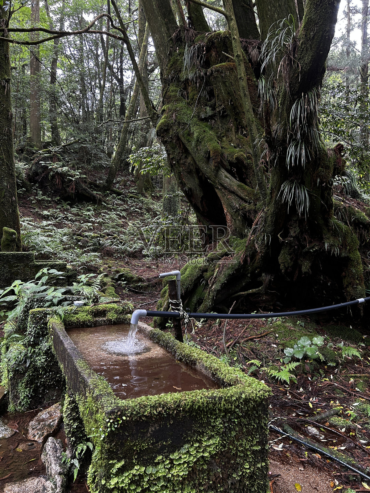 屋久岛的Jomonsugi是一棵巨大的雪松，是最古老的树。从荒川小道到高冢小屋的徒步路线。屋久岛的主要景点“珠月杉”是一棵巨大的雪松，是日本最古老的树木。照片摄影图片