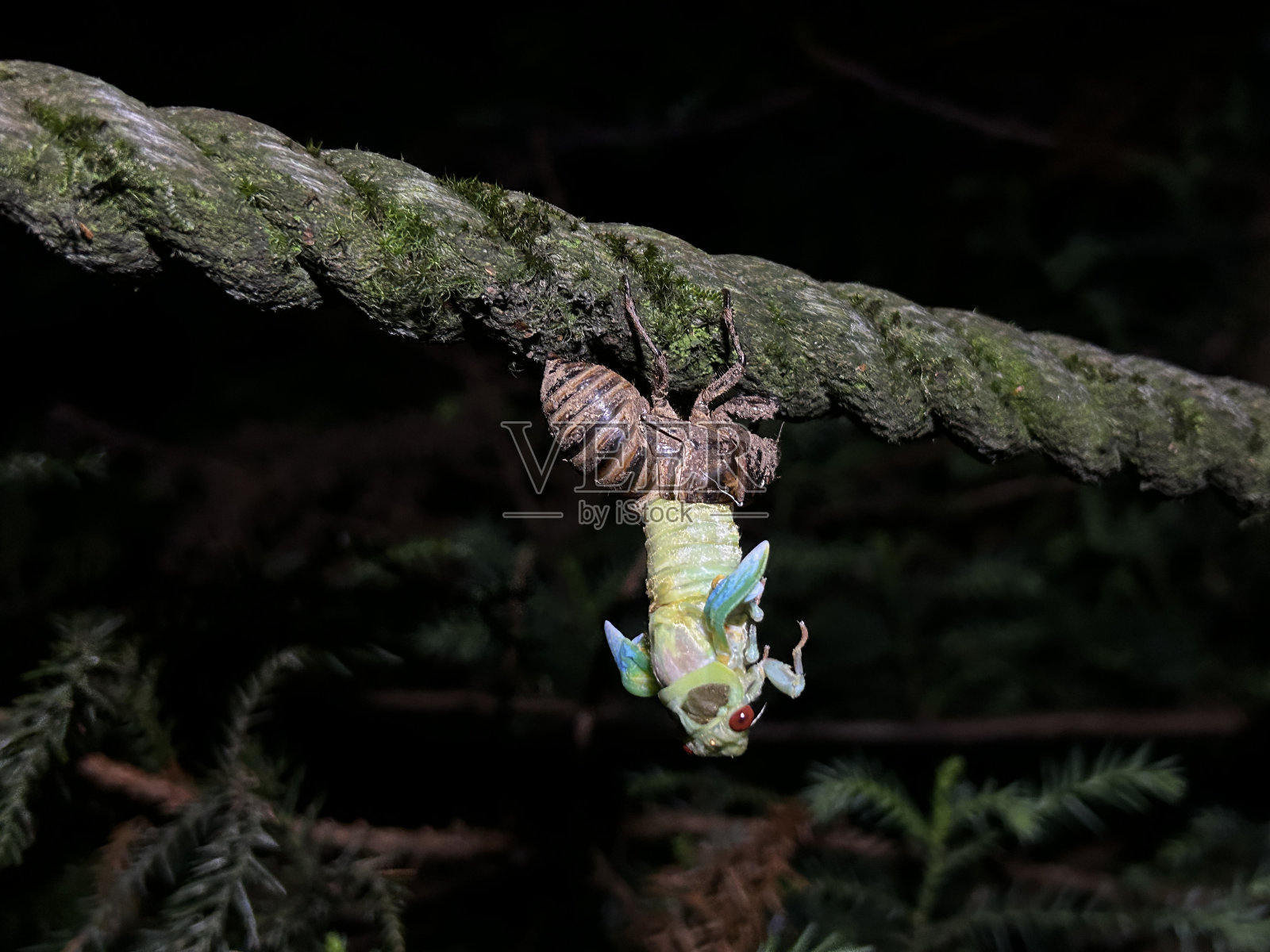 屋久岛的Jomonsugi是一棵巨大的雪松，是最古老的树。从荒川小道到高冢小屋的徒步路线。屋久岛的主要景点“珠月杉”是一棵巨大的雪松，是日本最古老的树木。照片摄影图片