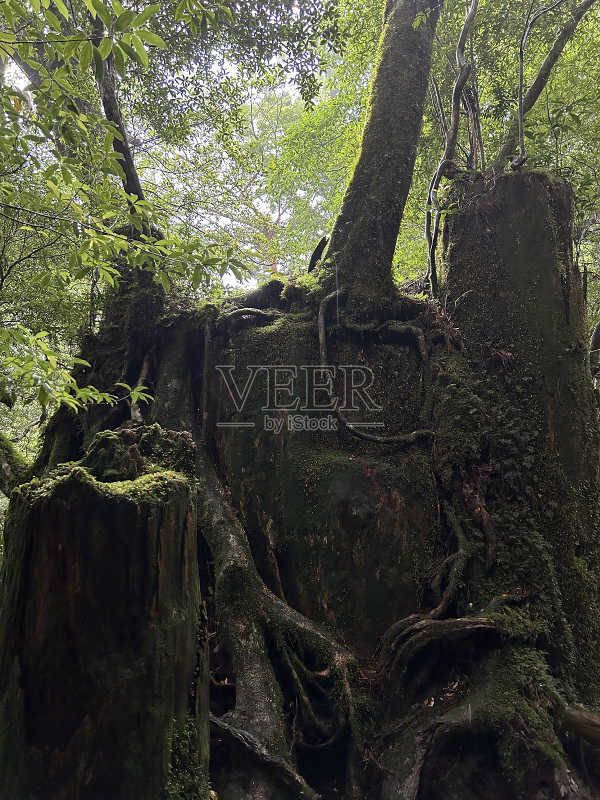 屋久虫地是一个居住着许多屋久虫的自然公园。这个公园是屋久岛最容易看到古雪松的地方之一。照片摄影图片