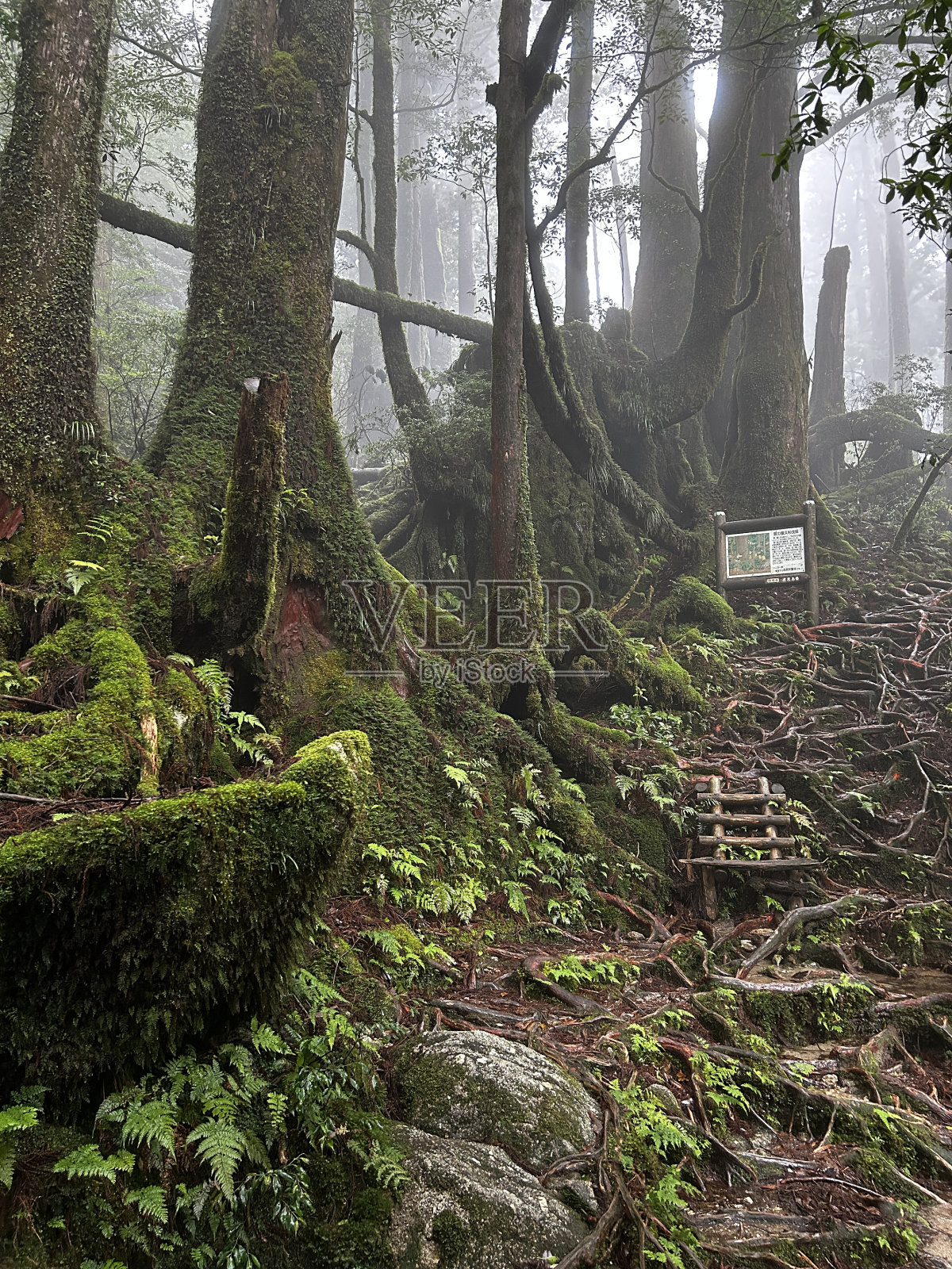 屋久虫地是一个居住着许多屋久虫的自然公园。这个公园是屋久岛最容易看到古雪松的地方之一。照片摄影图片