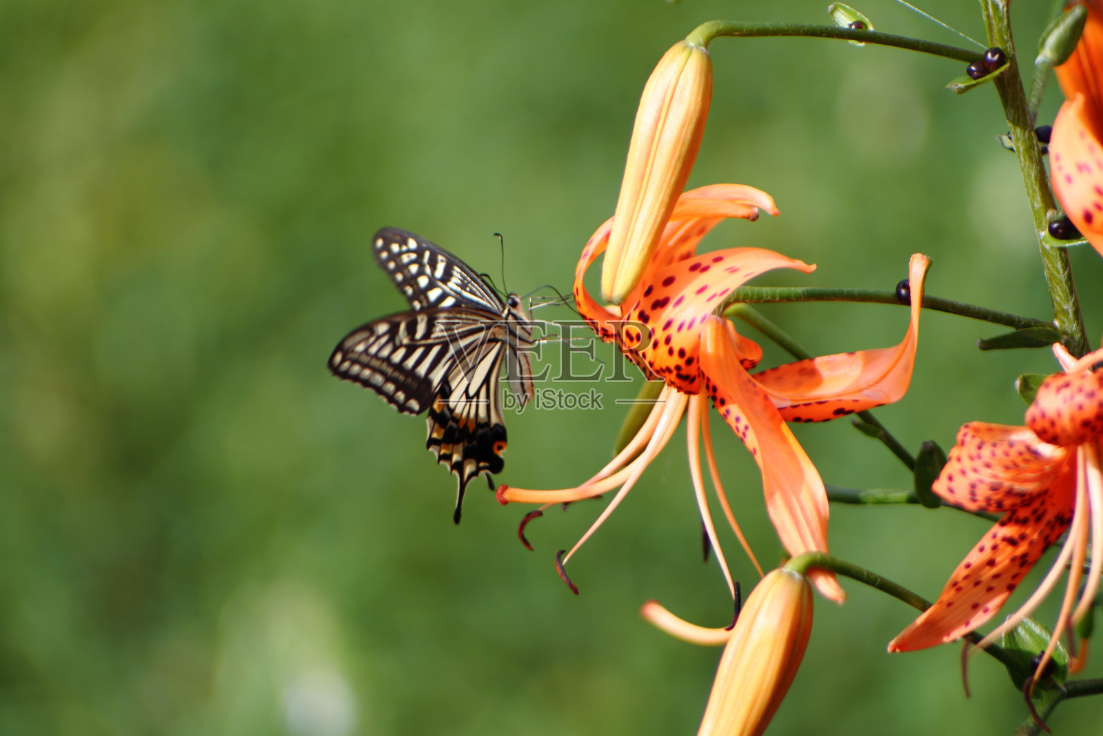 虎百合和虎燕尾蝶照片摄影图片