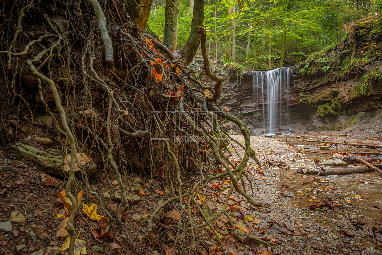瀑布前的树根照片摄影图片
