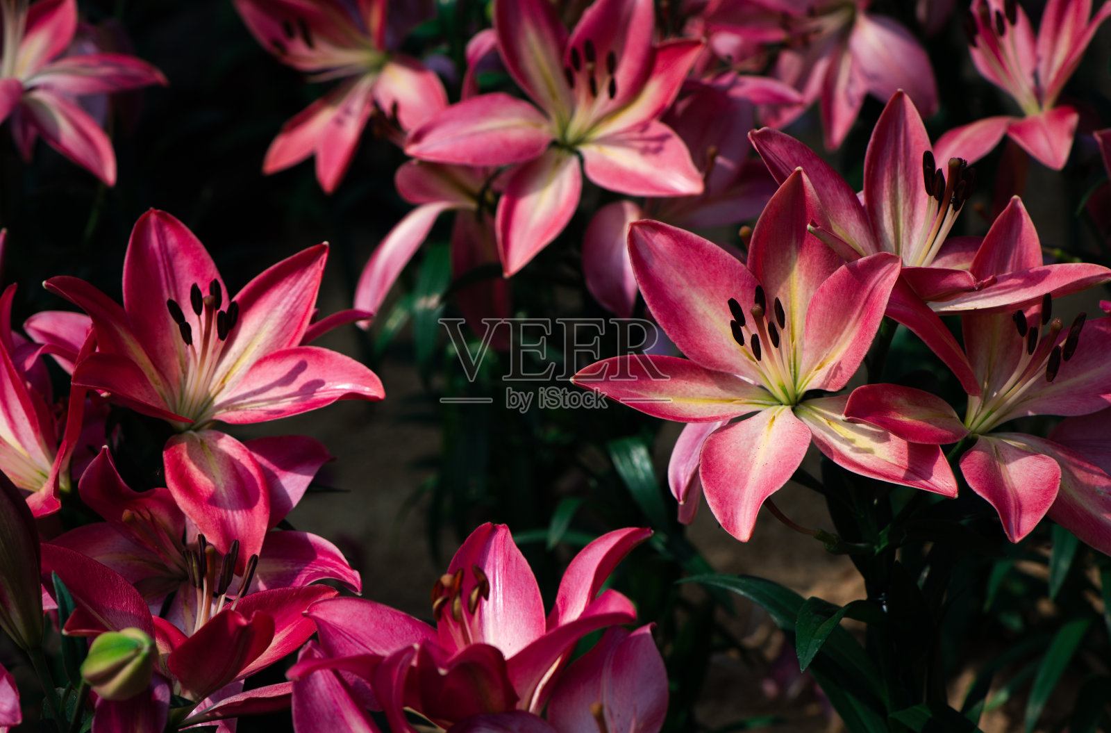 美丽的粉红色百合花在花园里，粉红色的花照片摄影图片