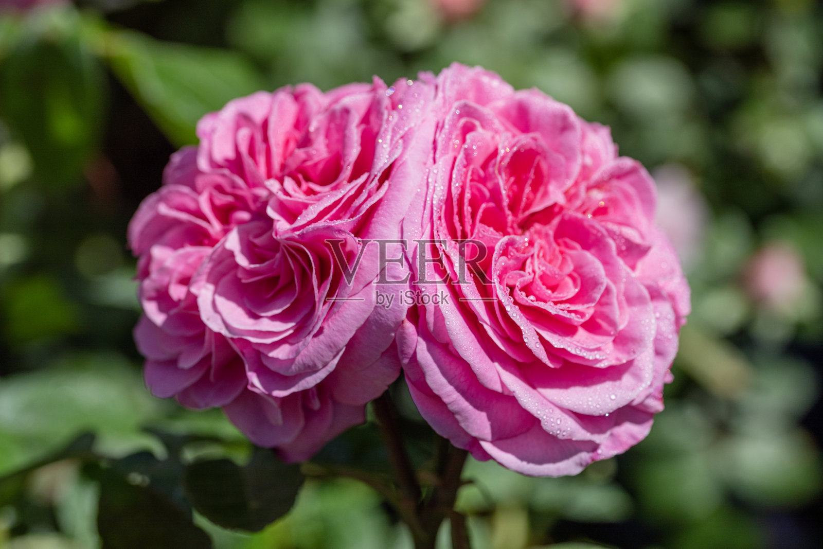 格特鲁德·杰基尔玫瑰照片摄影图片