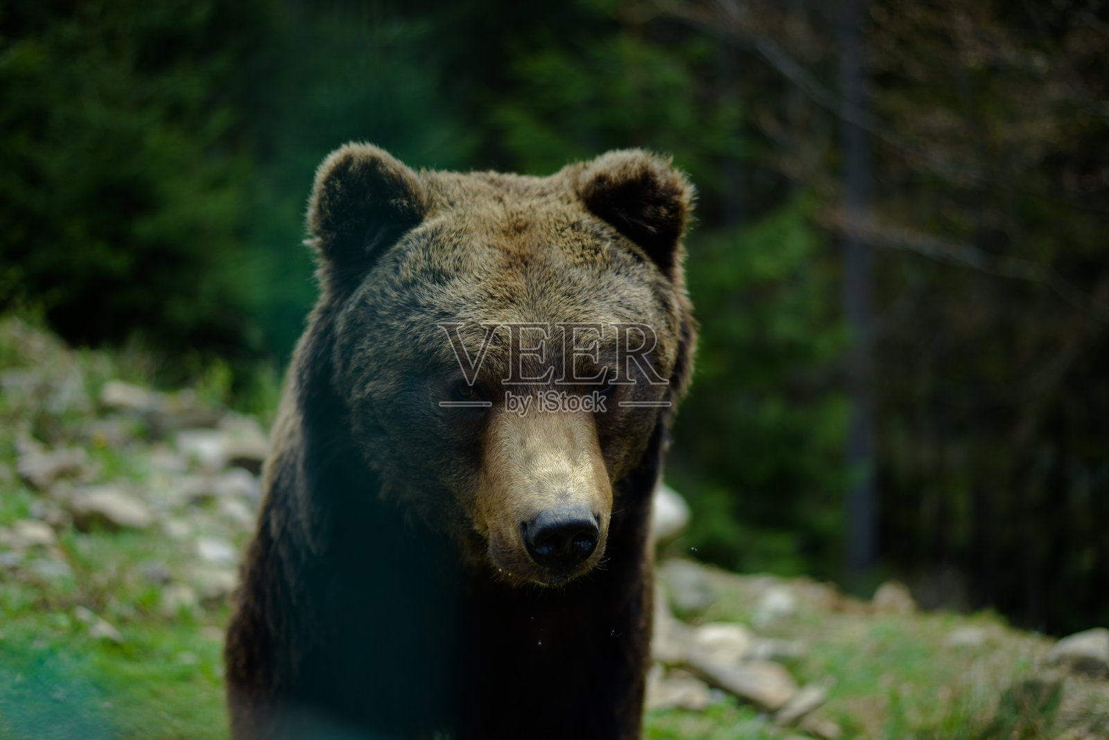 棕熊康复中心，棕熊庇护所照片摄影图片