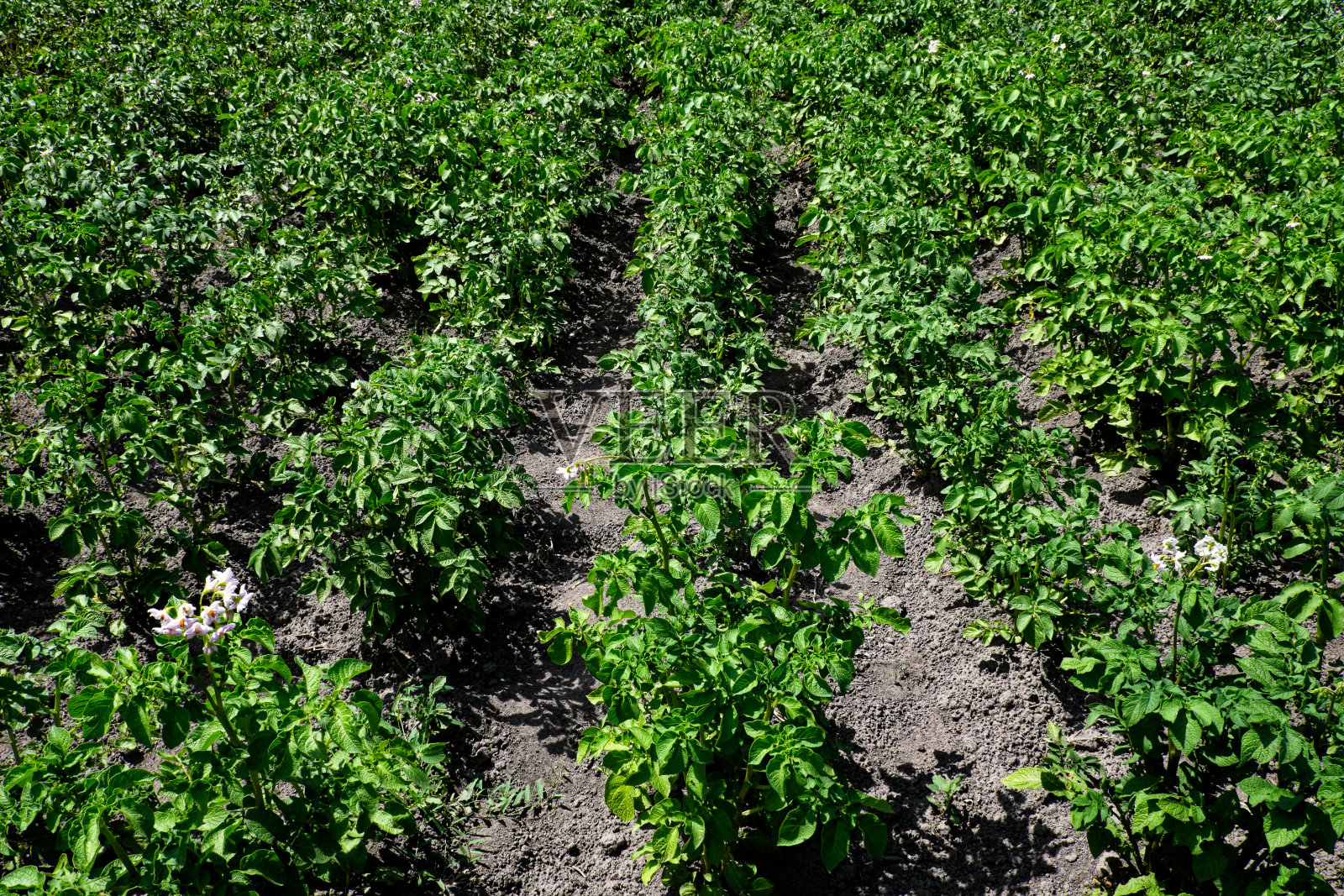 这张照片显示了一排排开着白花的马铃薯。照片摄影图片
