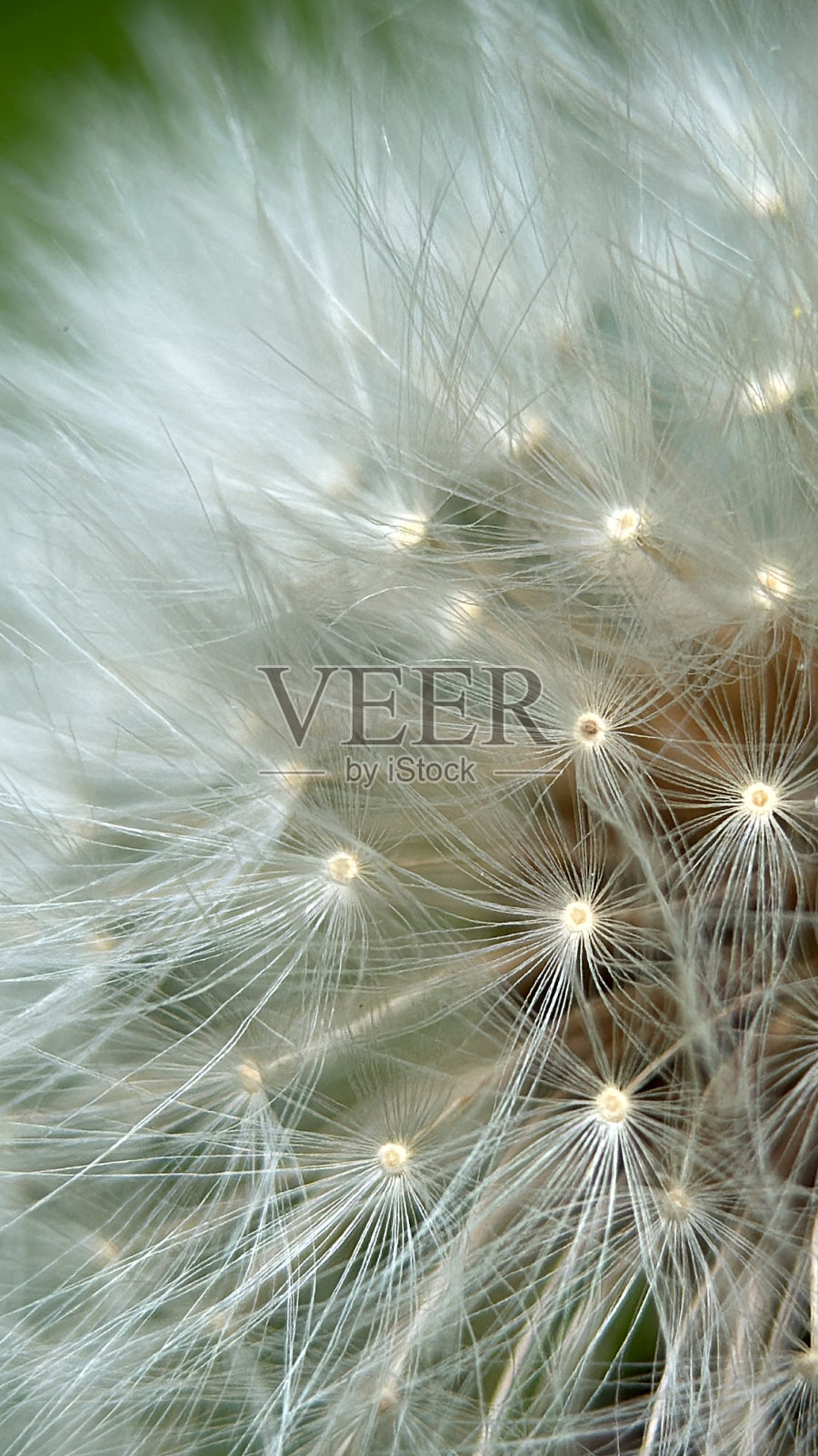 蒲公英照片摄影图片