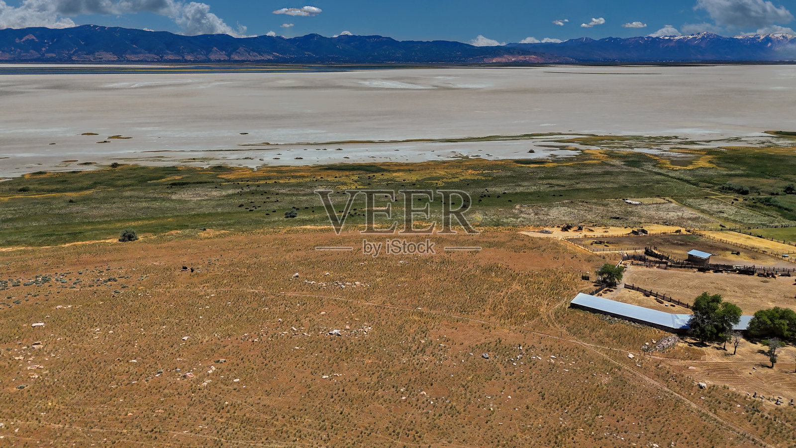 羚羊岛：盐湖城附近盐湖中的岛屿，野牛群，加尔牧场照片摄影图片