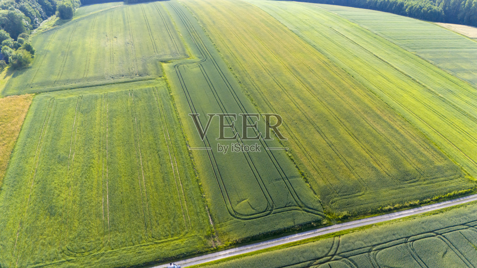 农村绿色麦田鸟瞰图。农业、工业和食品生产。照片摄影图片