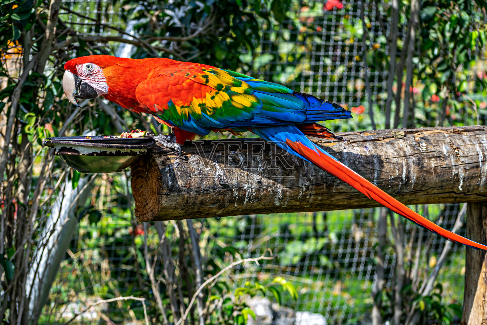 在印度古吉拉特邦凯瓦迪亚的丛林野生动物园里，五颜六色的红蓝鹦鹉坐在树枝上。照片摄影图片