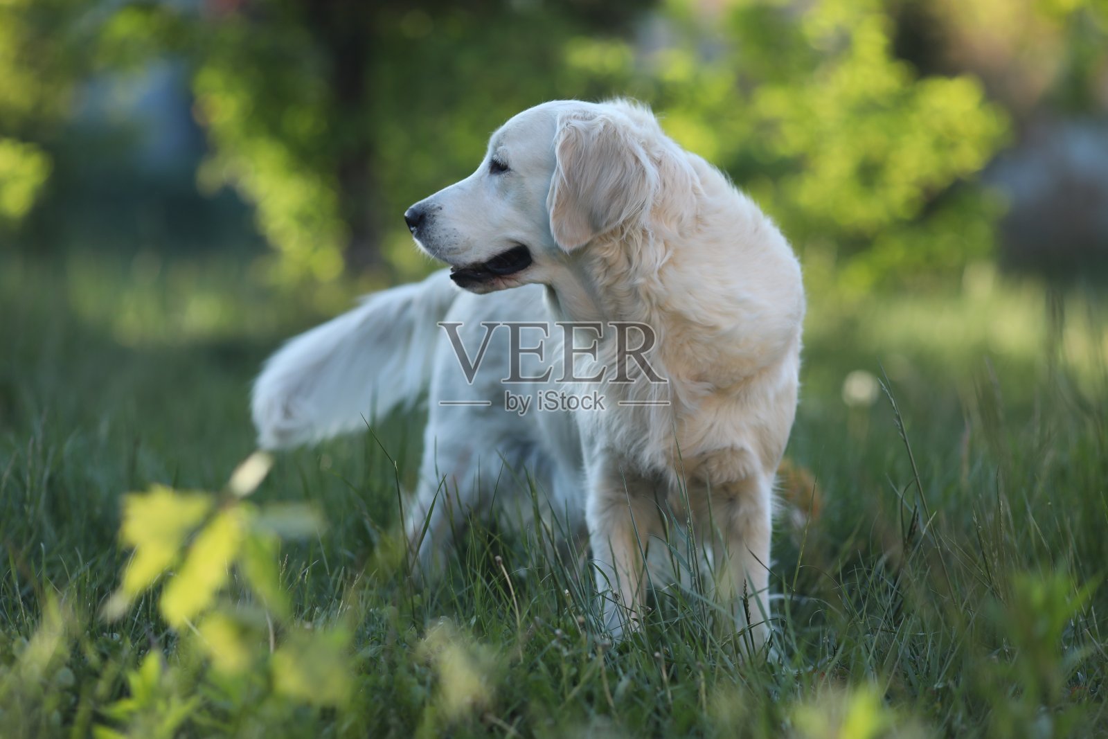 草地上的金毛猎犬照片摄影图片
