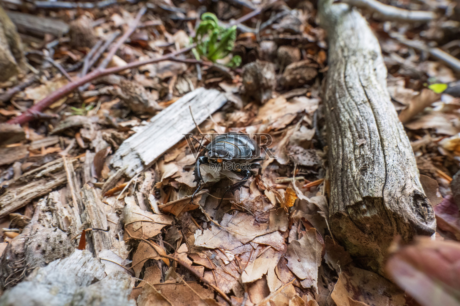 森林地面上的欧洲雌鹿角甲虫。(Lucanus Cervus)。照片摄影图片