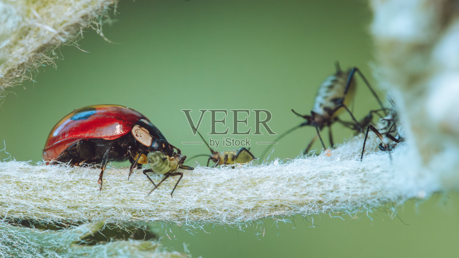 瓢虫以蚜虫为食照片摄影图片