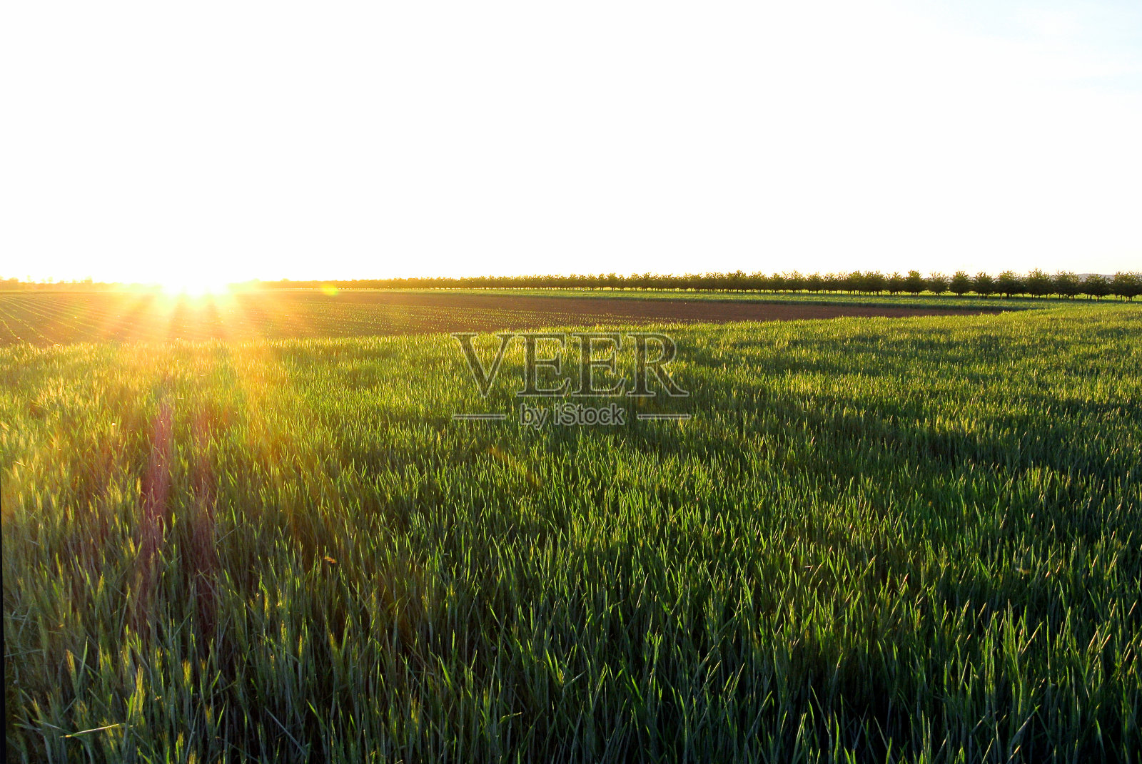 阳光照耀着一片年轻的麦田照片摄影图片