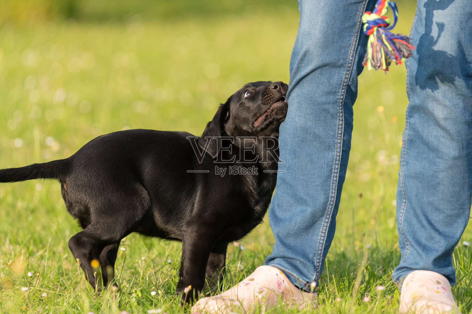 黑色拉布拉多小狗照片摄影图片