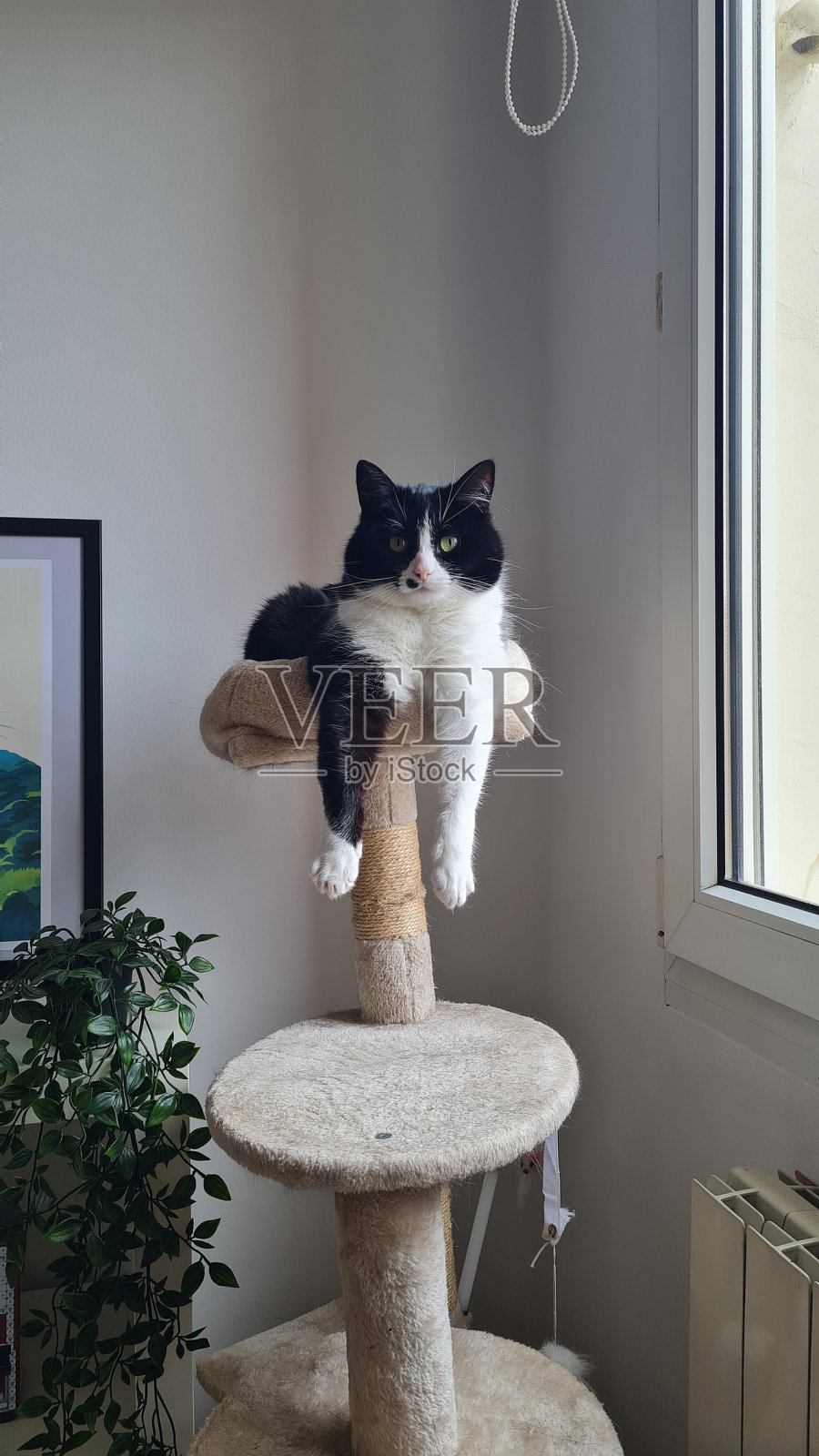 猫咪的放松:白猫懒洋洋地躺在抓痒塔上，爪子悬空，体现了舒适和休闲照片摄影图片