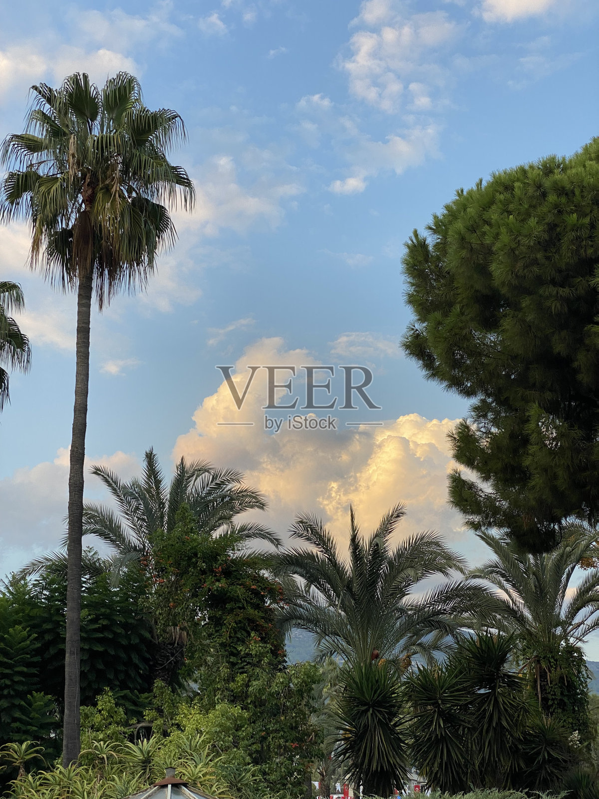 绿色的棕榈树和多云的天空照片摄影图片