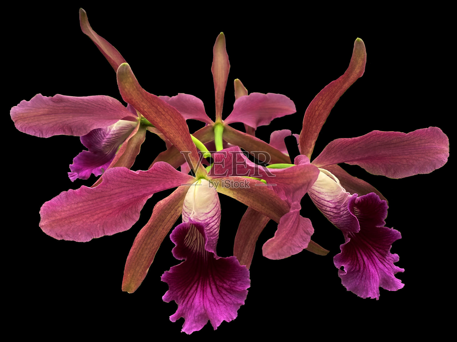 花，兰花，卡特兰，粉麻杂交种管状中心照片摄影图片