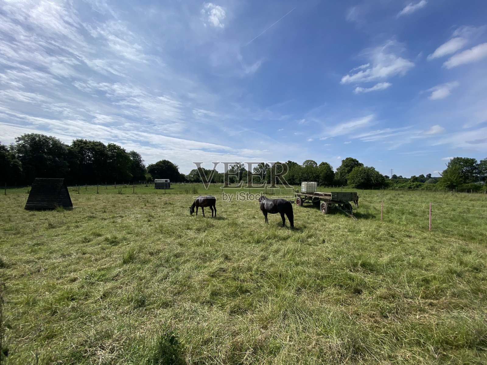 田野里的马照片摄影图片