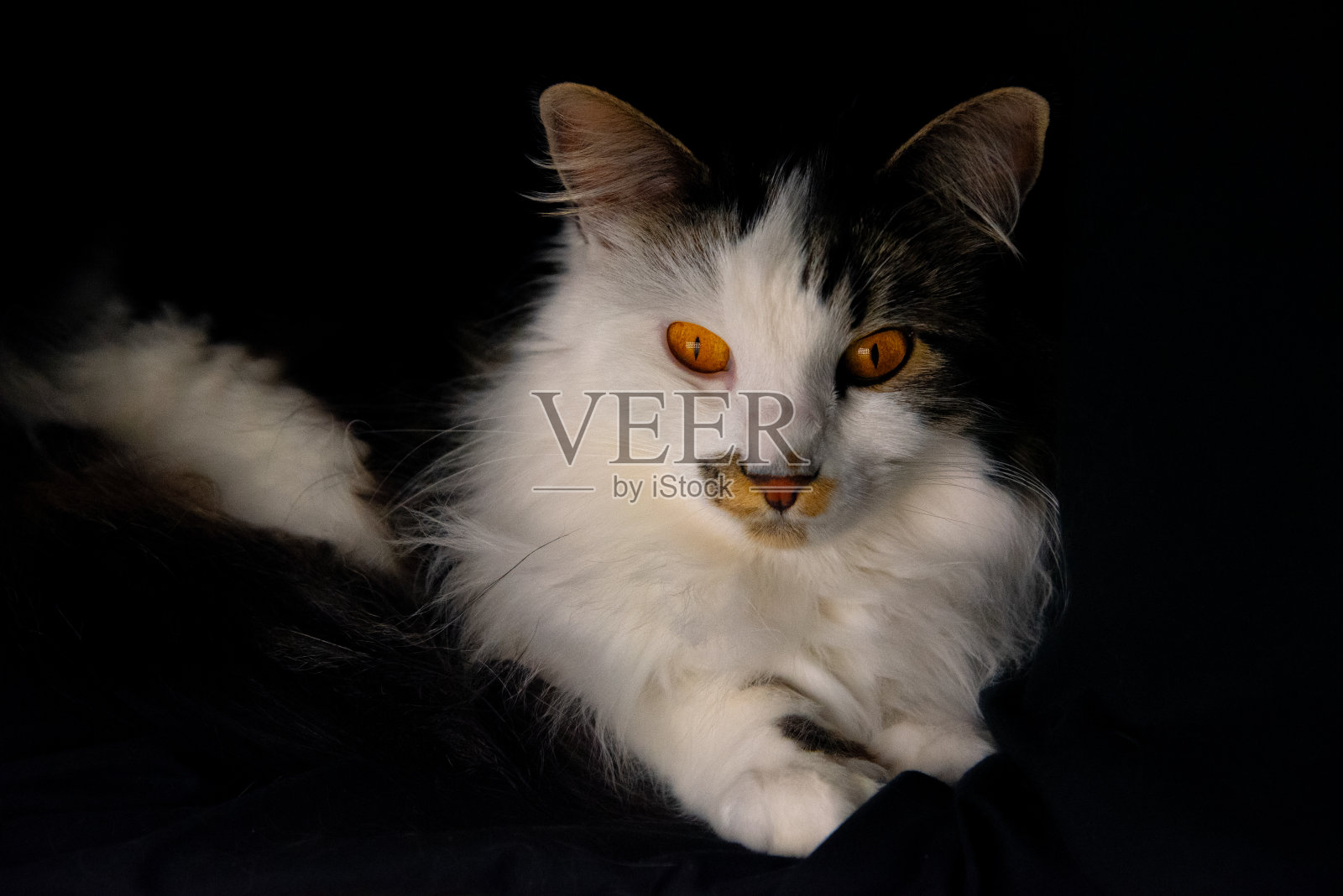 令人惊叹的宠物猫与明亮的橙色眼睛在黑色背景在黑暗，不祥的风格。照片摄影图片