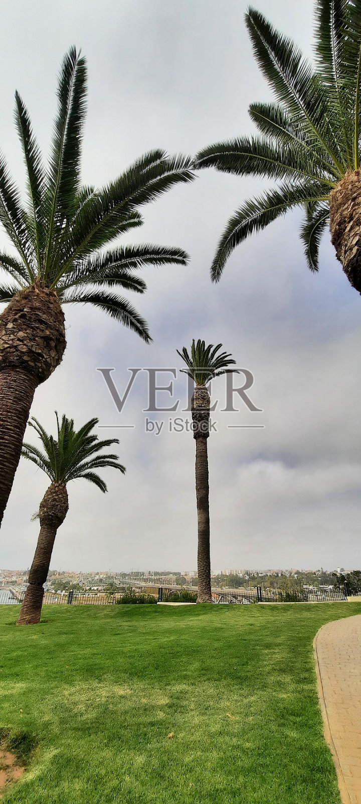 高大的树木和晴朗的蓝天照片摄影图片