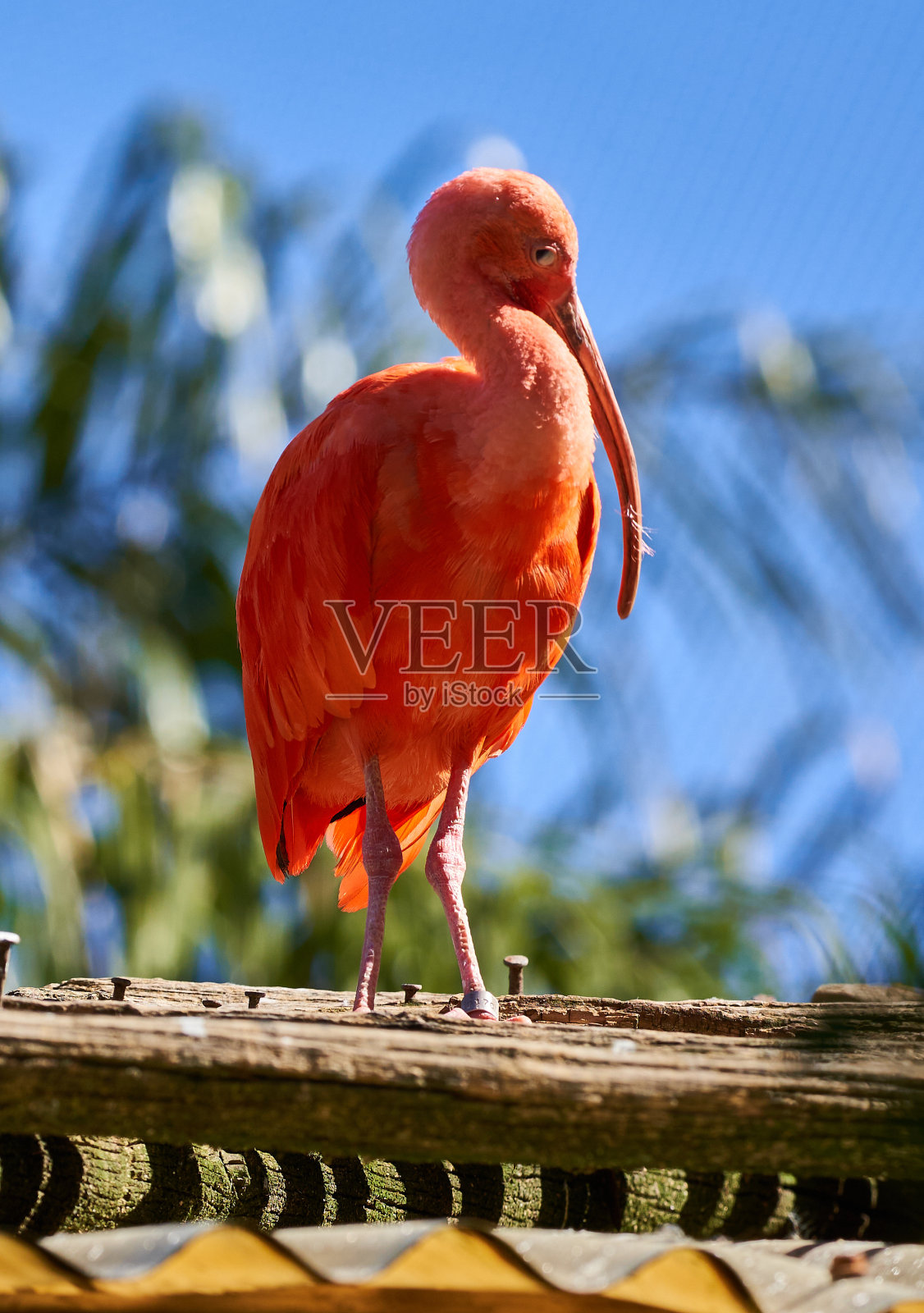 野生动物在阿根廷公园散步照片摄影图片