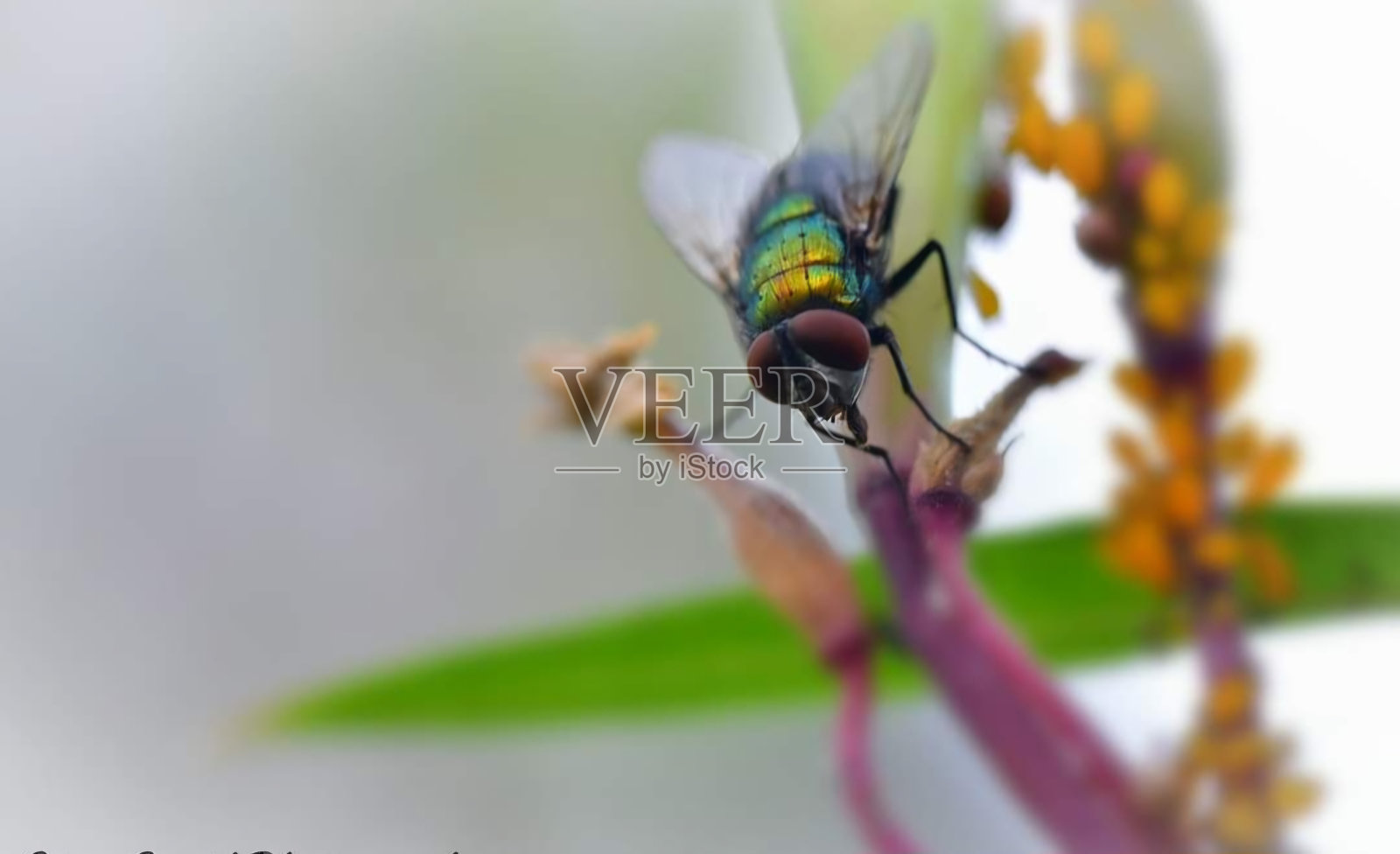 苍蝇照片摄影图片