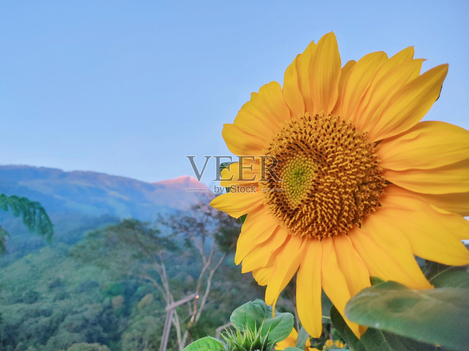 美丽的向日葵照片摄影图片