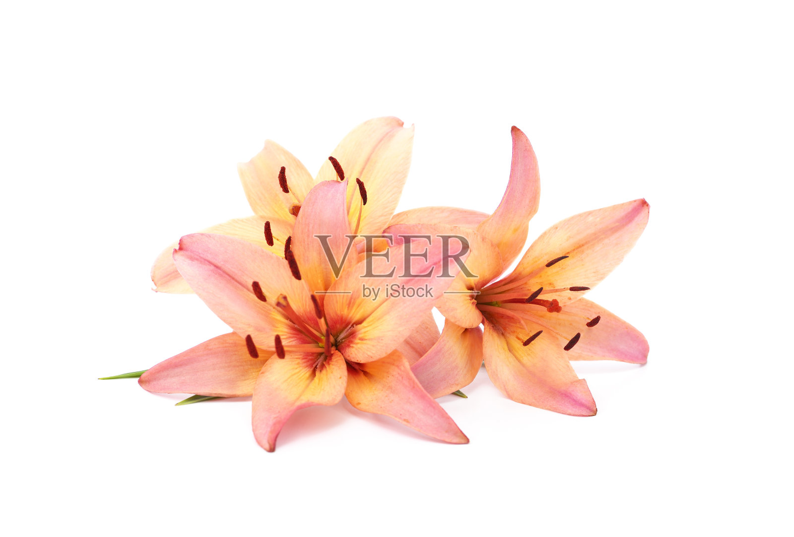 三朵橙色的百合。照片摄影图片